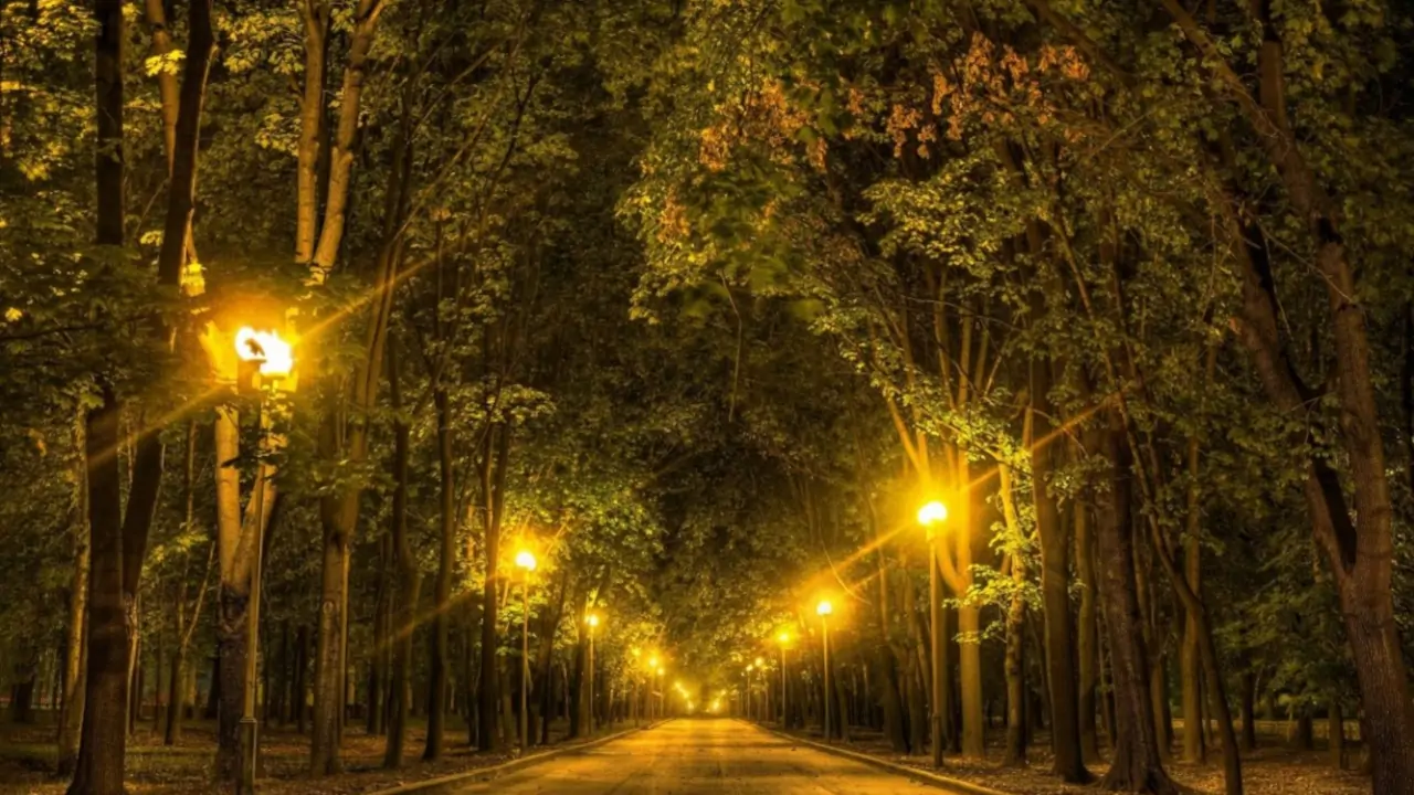 resimler-haber/3_road_trees_night_lights_autumn_forest_1280x720.webp