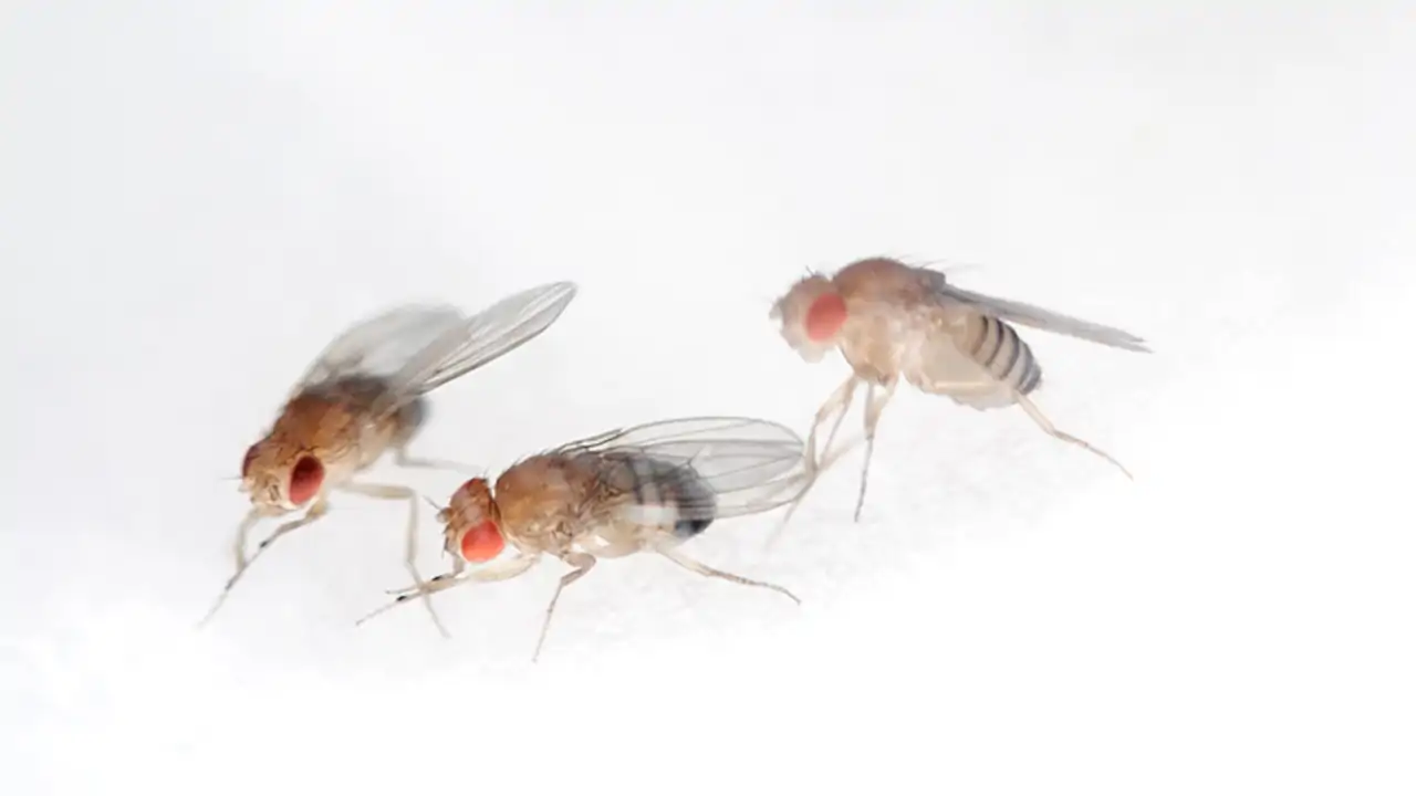 resimler-haber/Drosophila_melanogaster_meyve_sinekleri.webp