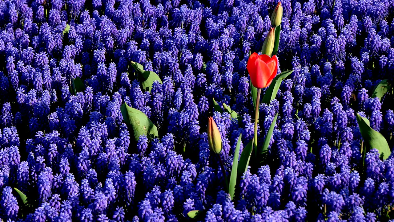 resimler-haber/ata_tohumu.webp
