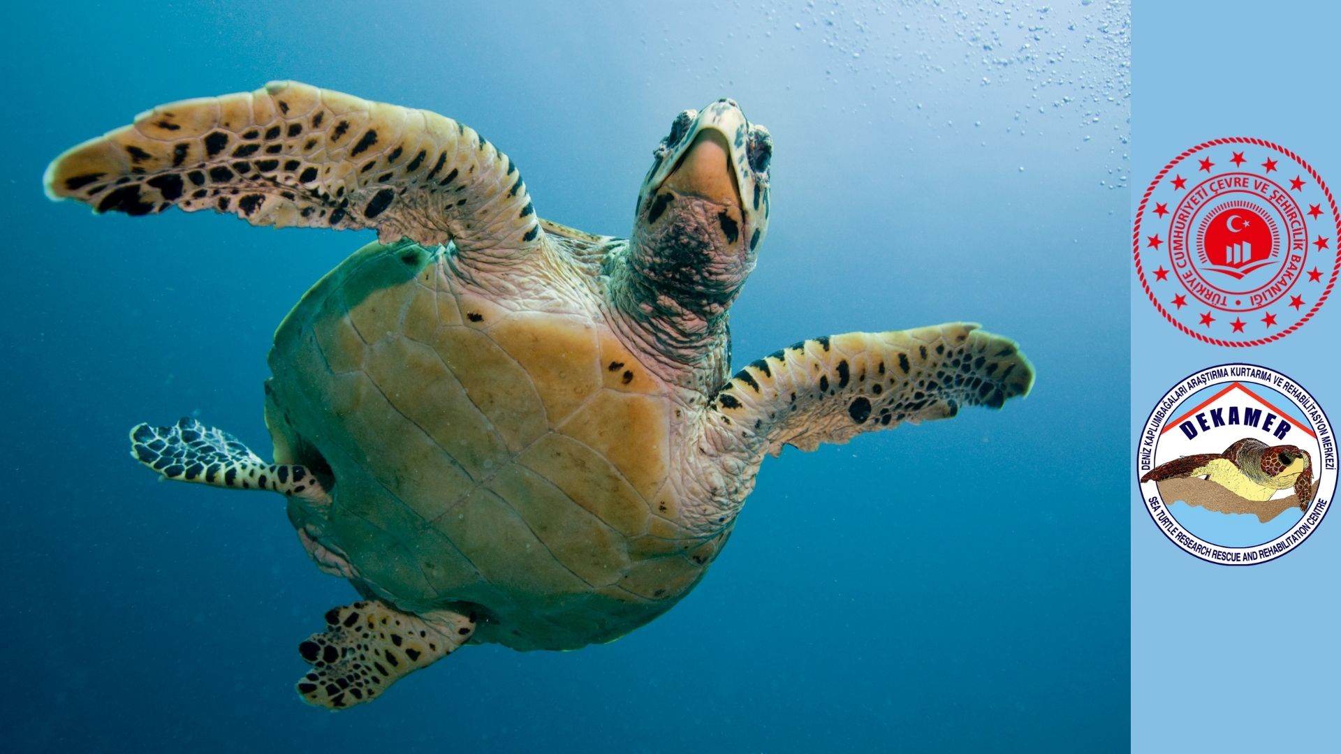 resimler-haber/caretta_caretta_uydu_takip_sistemi.jpg