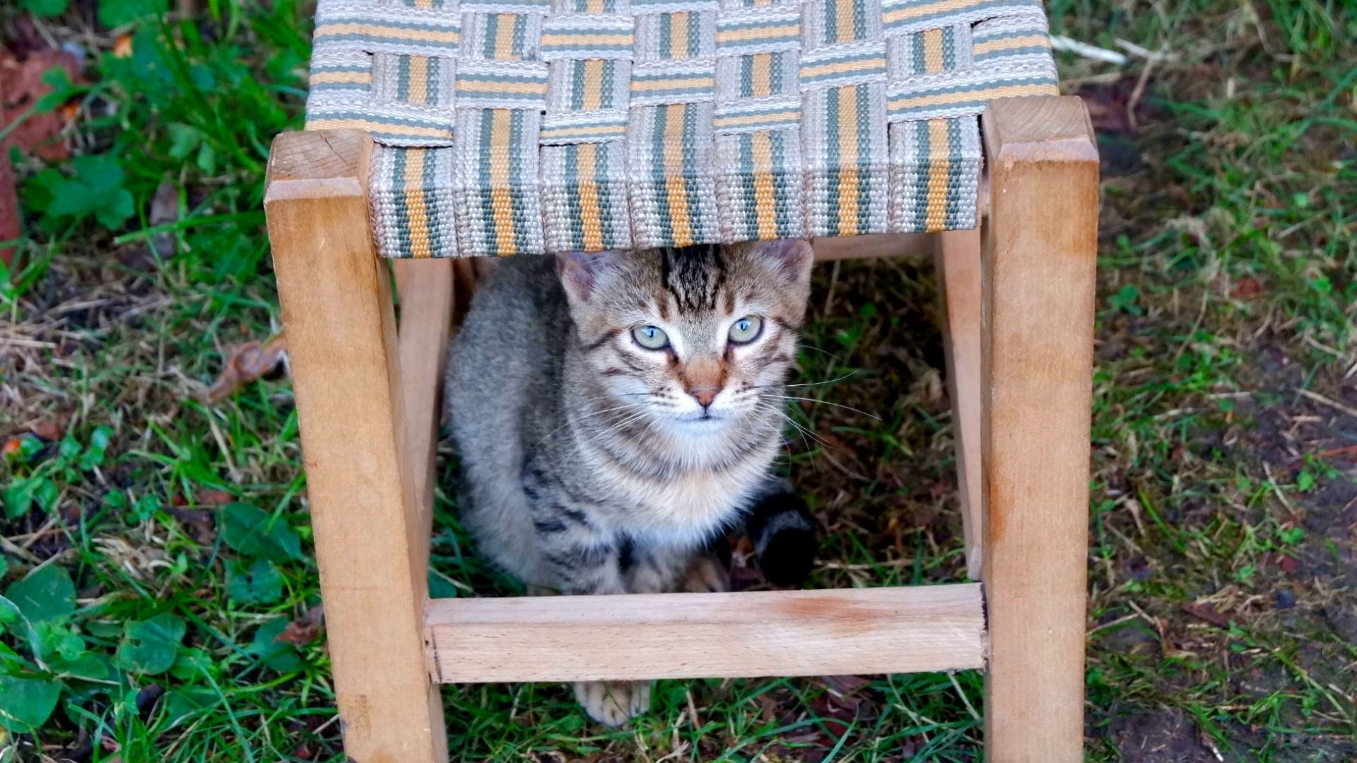 resimler-haber/kedi-moren-kapak-.jpg