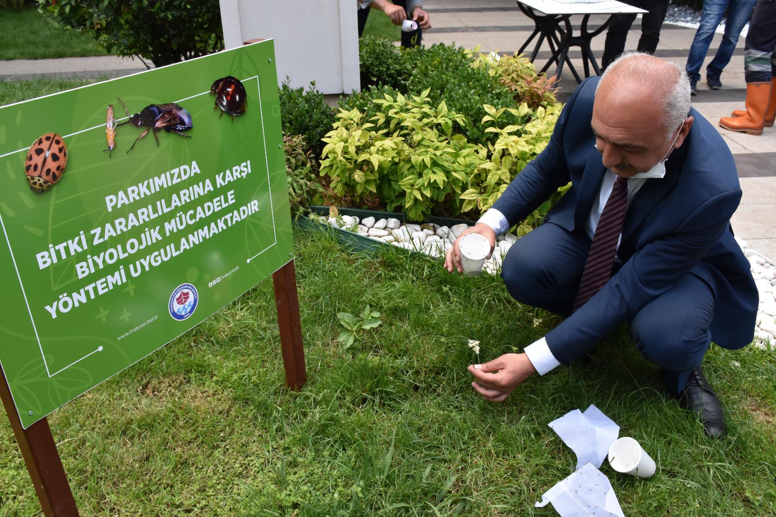 biyolojik mücadele kapsamında doğaya böcek salınımı trabzon 