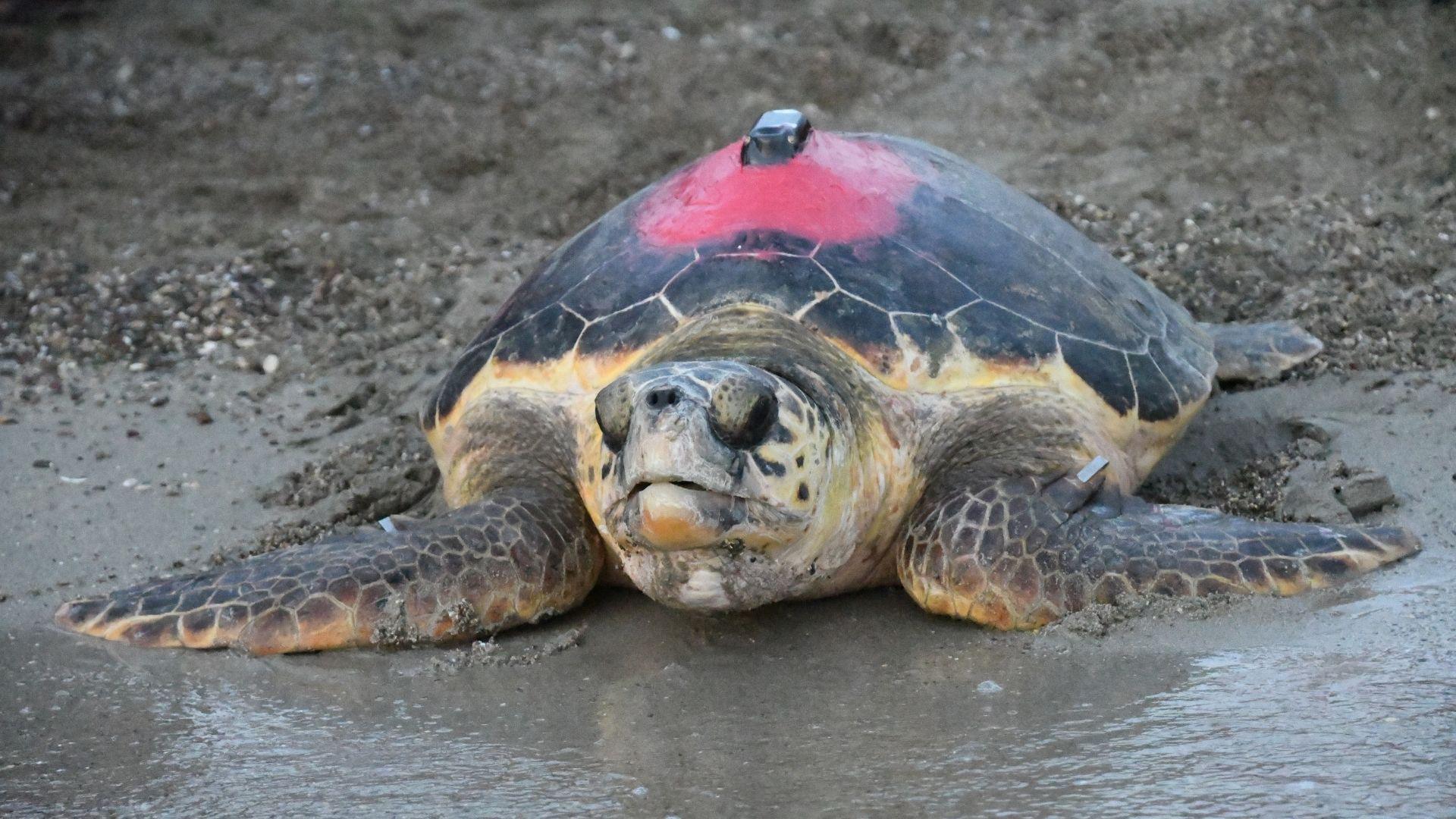 caretta caretta görseli